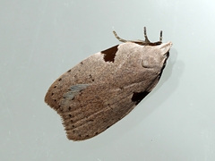 Zonopetala quadripustulella