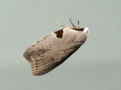 Zonopetala quadripustulella