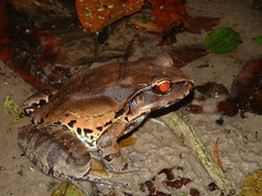 Leptodactylus pentadactylus