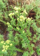 Chromolaena hirsuta