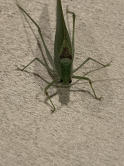 Anaulacomerina