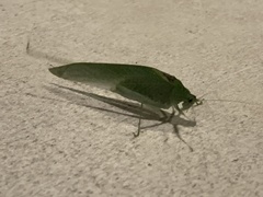 Anaulacomerina