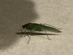 Anaulacomerina