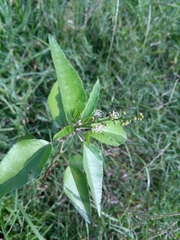 Croton bonplandianus