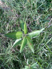 Croton bonplandianus