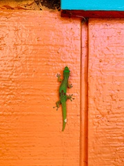 Phelsuma