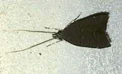 Torodorinae
