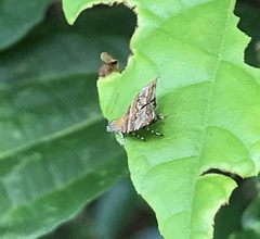 Choreutis orthogona