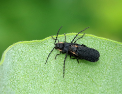 Polemius laticornis