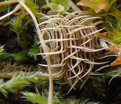 Medicago arabica