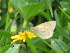 Colias euxanthe