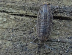 Proporcellio