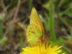 Colias euxanthe