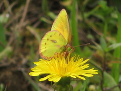Colias euxanthe