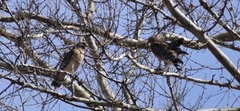 Buteo lineatus