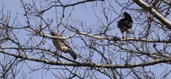 Buteo lineatus
