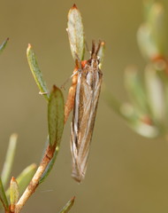 Hednota grammellus