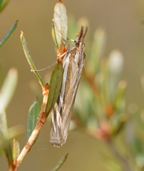 Hednota grammellus