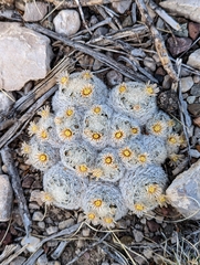 Mammillaria lasiacantha