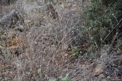 Bituminaria bituminosa