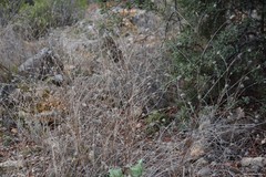 Bituminaria bituminosa