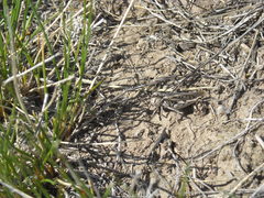 Psoloessa delicatula