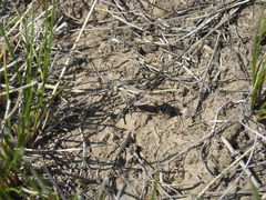 Psoloessa delicatula