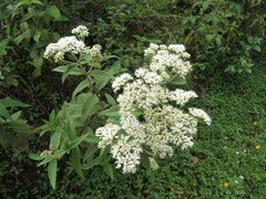 Austroeupatorium