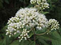 Austroeupatorium