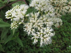 Austroeupatorium
