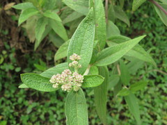 Austroeupatorium