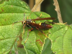 Polistes peruvianus