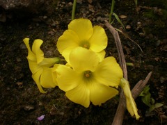 Oxalis pes-caprae image