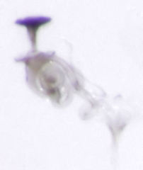 Acrotrichis sericans