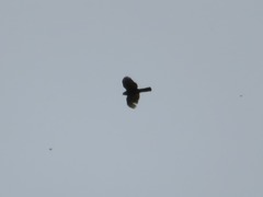 Accipiter striatus ventralis