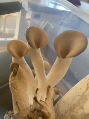 Pleurotus columbinus