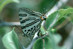 Cigaritis natalensis