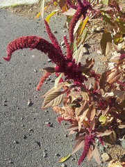 Amaranthus caudatus