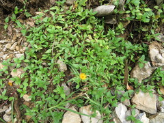 Philoglossa mimuloides