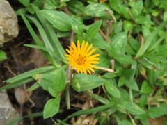 Philoglossa mimuloides