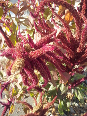 Amaranthus caudatus