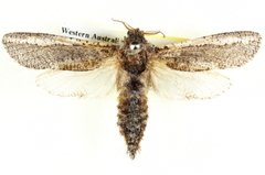 Endoxyla coscinopa