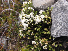 Veronica tetrasticha