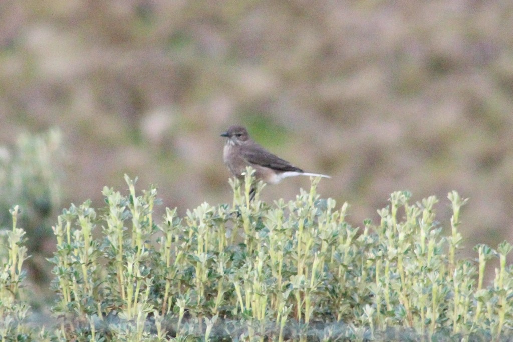 Black-billed Shrike-tyrant