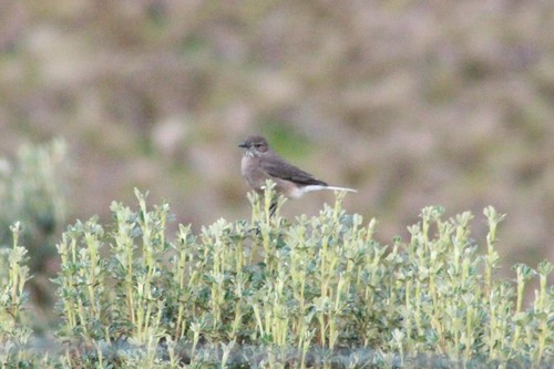 Black-billed Shrike-tyrant