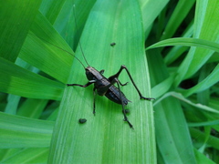 Eobiana engelhardti