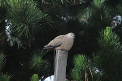 Metriopelia melanoptera