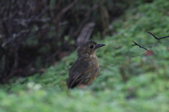 Grallaria quitensis