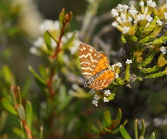 Chrysolarentia chrysocyma