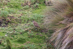 Cinclodes albidiventris